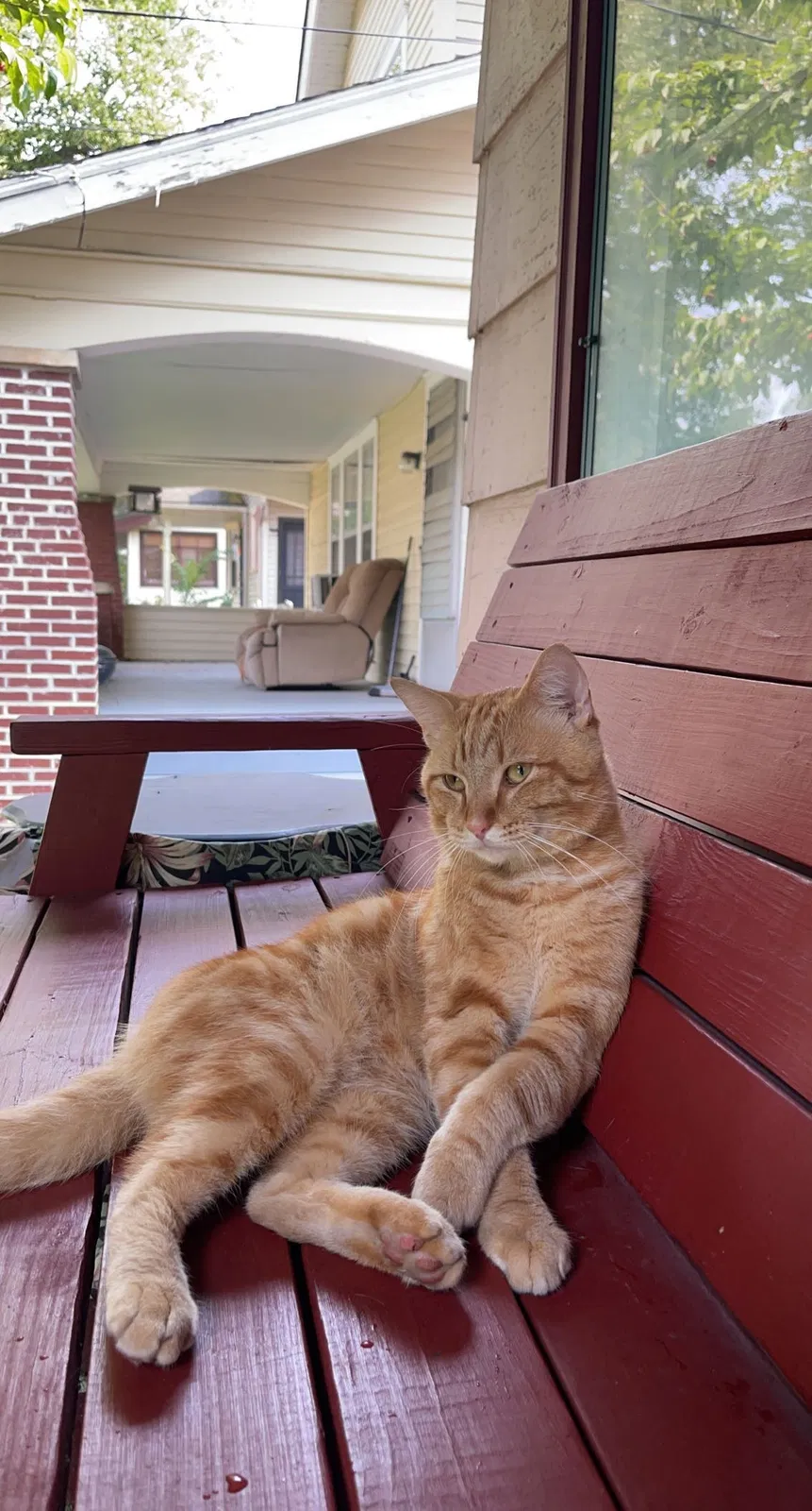 Lost cat in Youngstown, OH, 44512