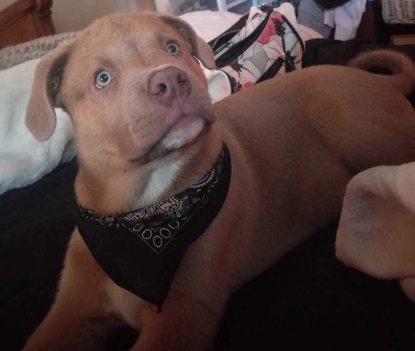 Lost dog in Lake Elsinore, CA, 92530