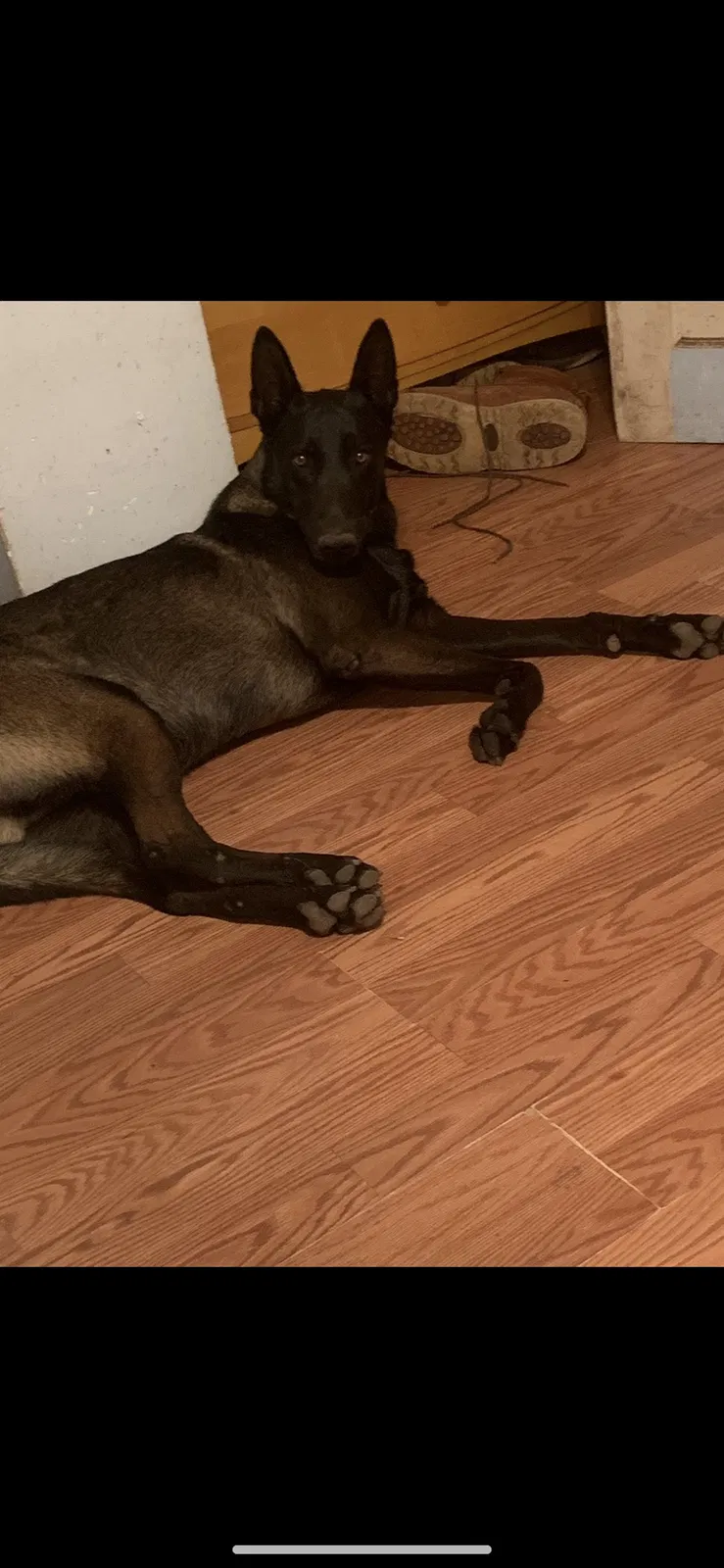Lost dog in San Diego, CA, 92113