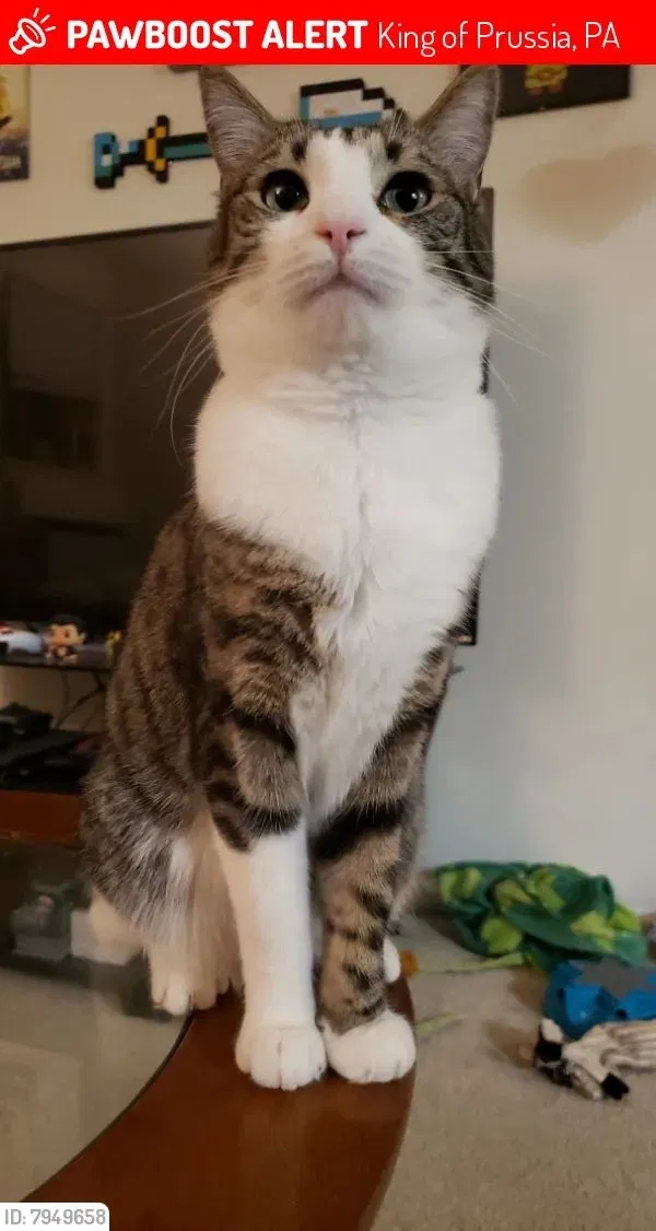 Lost cat in King Of Prussia, PA, 19406