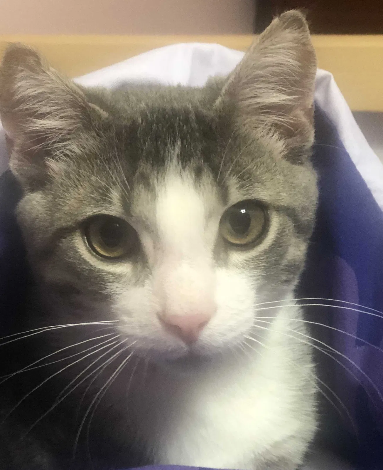 Lost cat in Egg Harbor Township, NJ, 8234