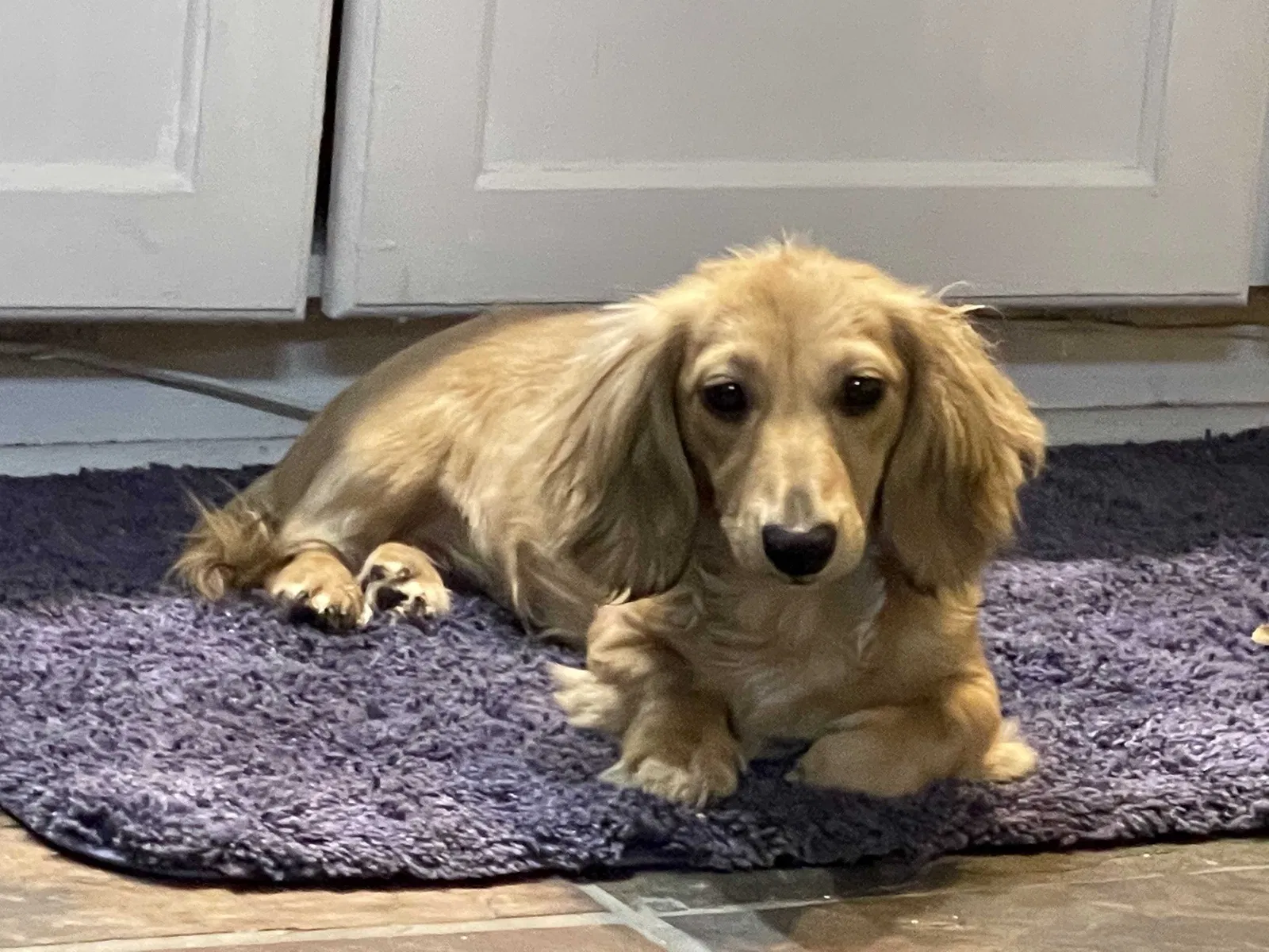 Lost dog in Cedar Park, TX, 78613