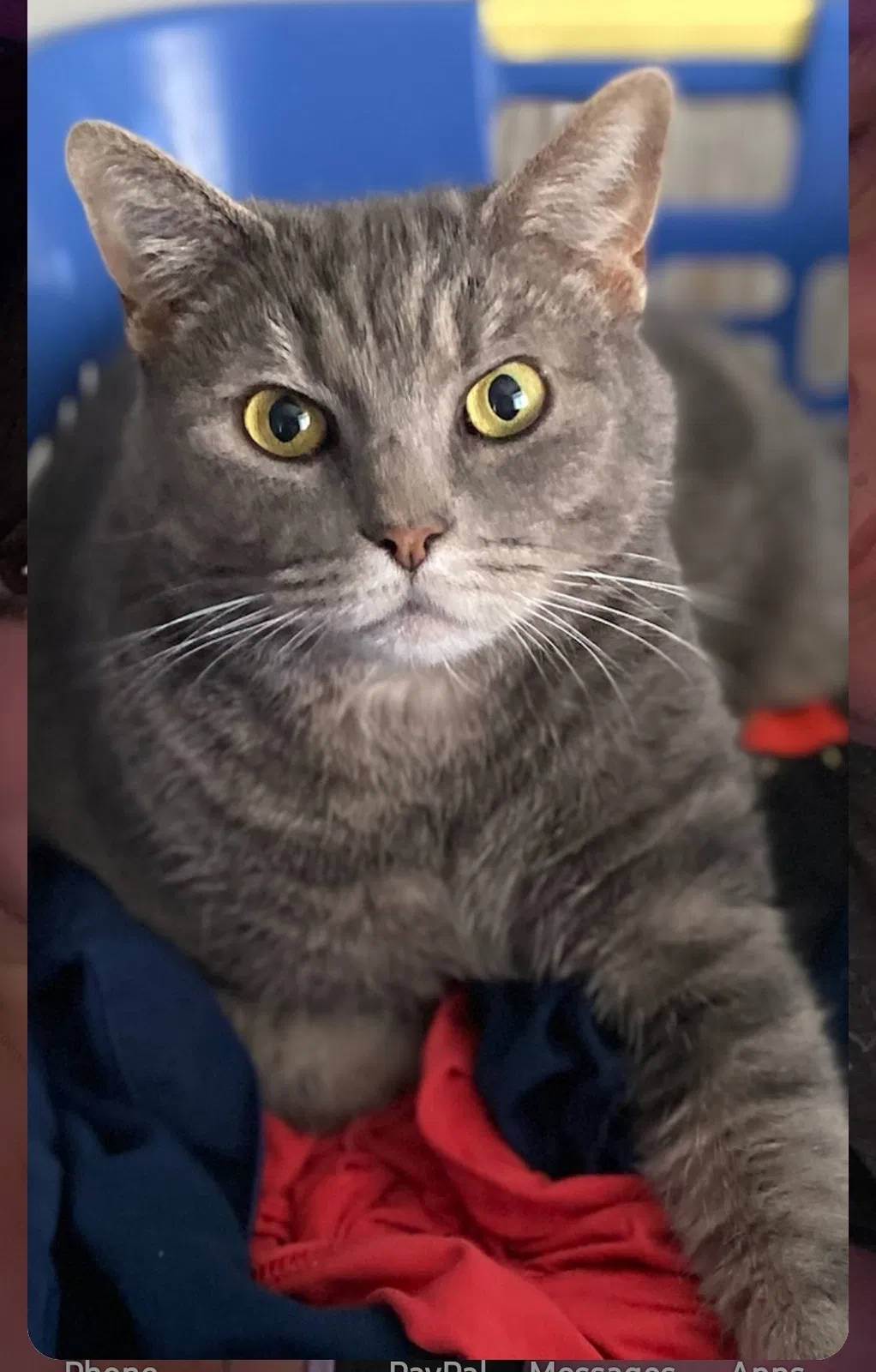 Lost cat in West Deptford, NJ, 8096