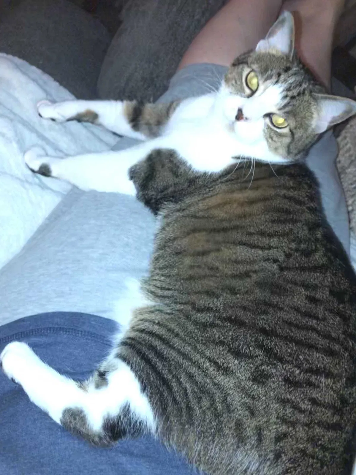 Lost cat in Middleton, ID, 83644