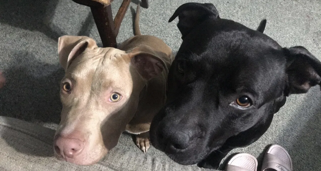 Lost dog in Toledo, OH, 43608