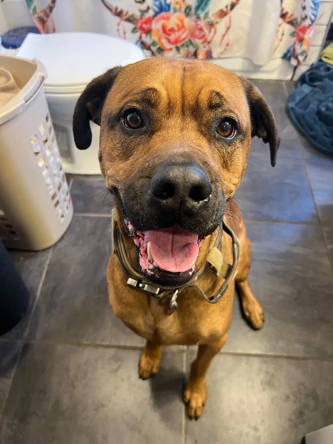 Lost dog in Ogden, UT, 84404