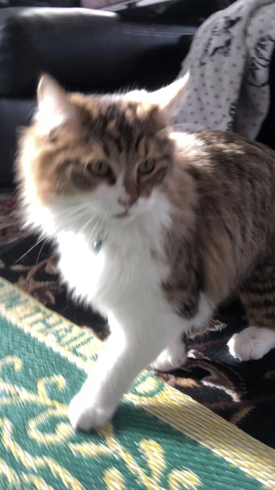 Lost cat in Indianapolis, IN, 46217