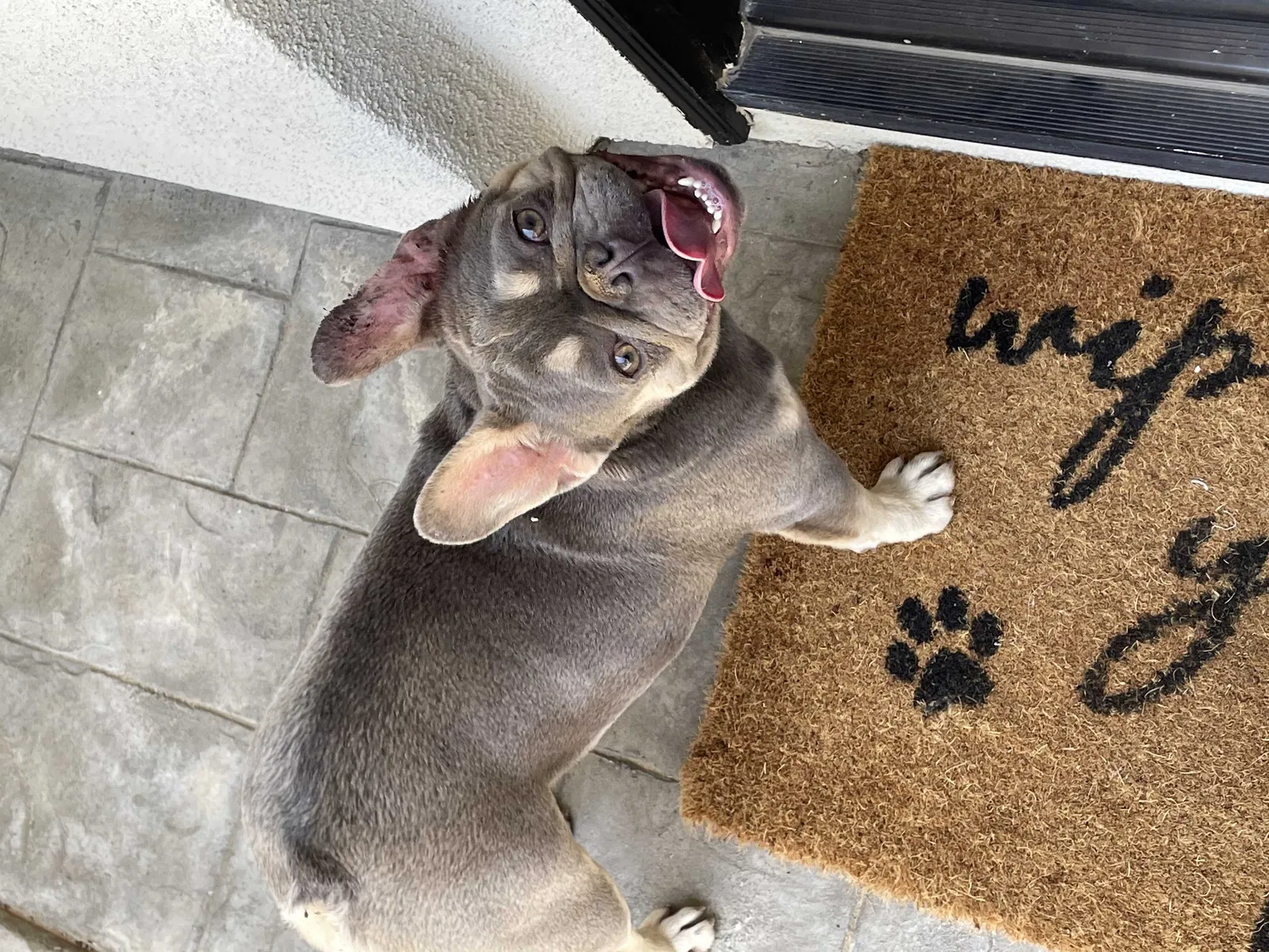 Lost dog in Banning, CA, 92220