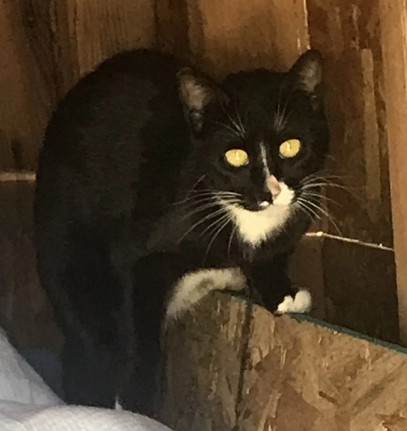 Found cat in Central Point, OR, 97502