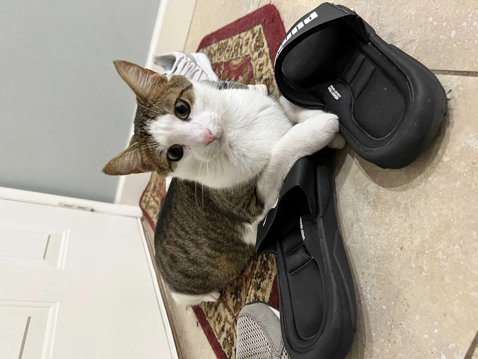 Lost cat in Homestead, FL, 33033