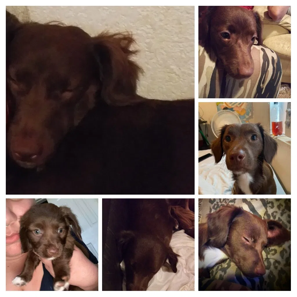 Lost dog in Amarillo, TX, 79107