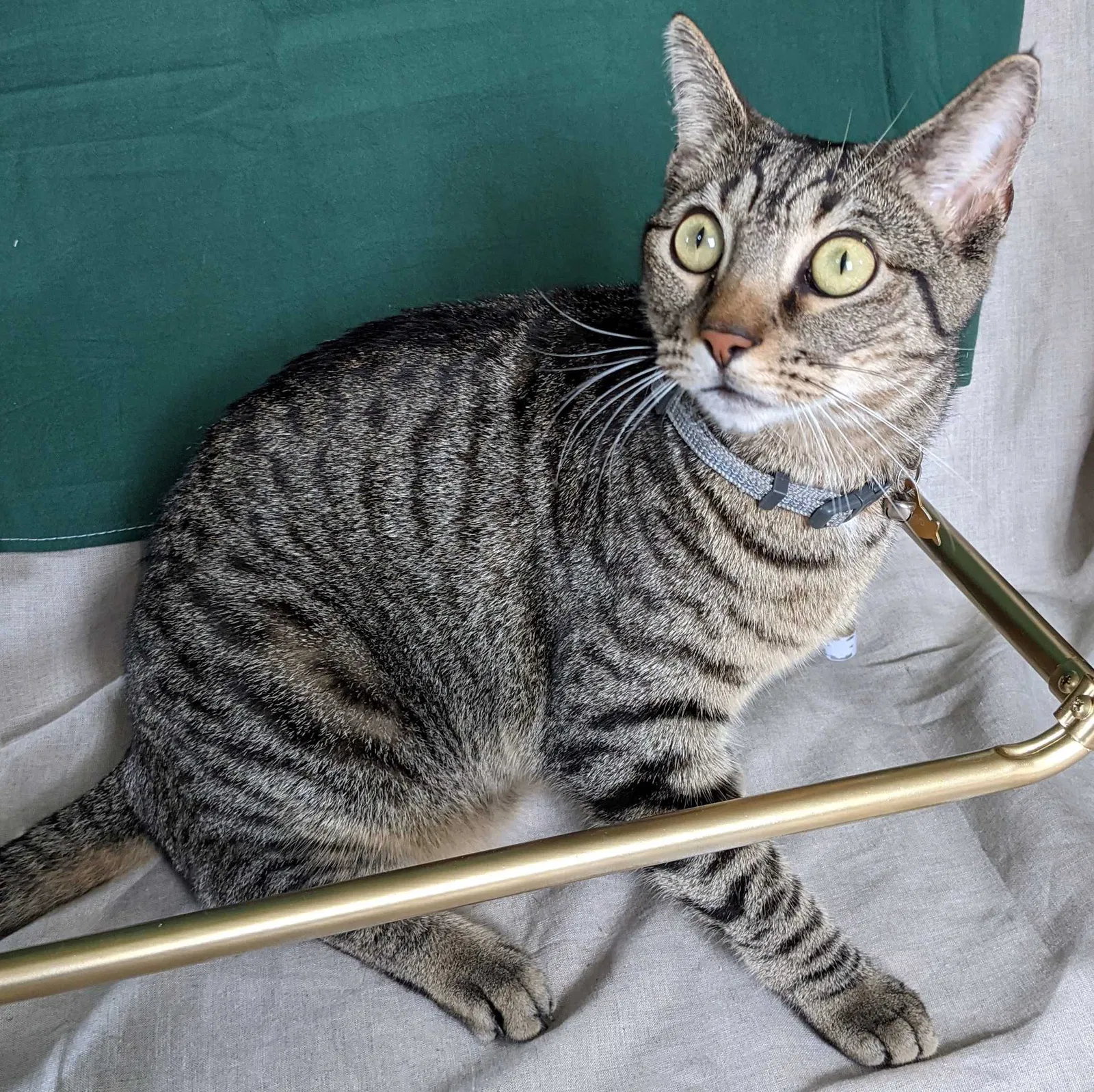 Lost cat in Chapel Hill, NC, 27517
