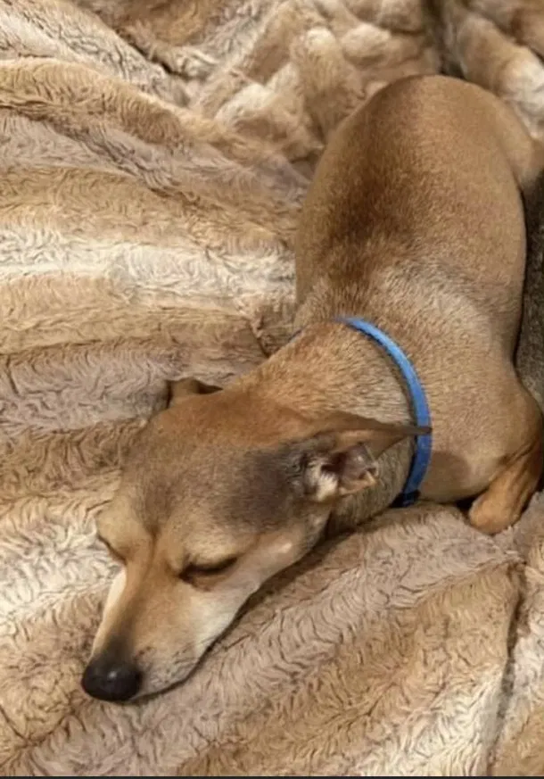 Lost dog in Long Beach, MS, 39560