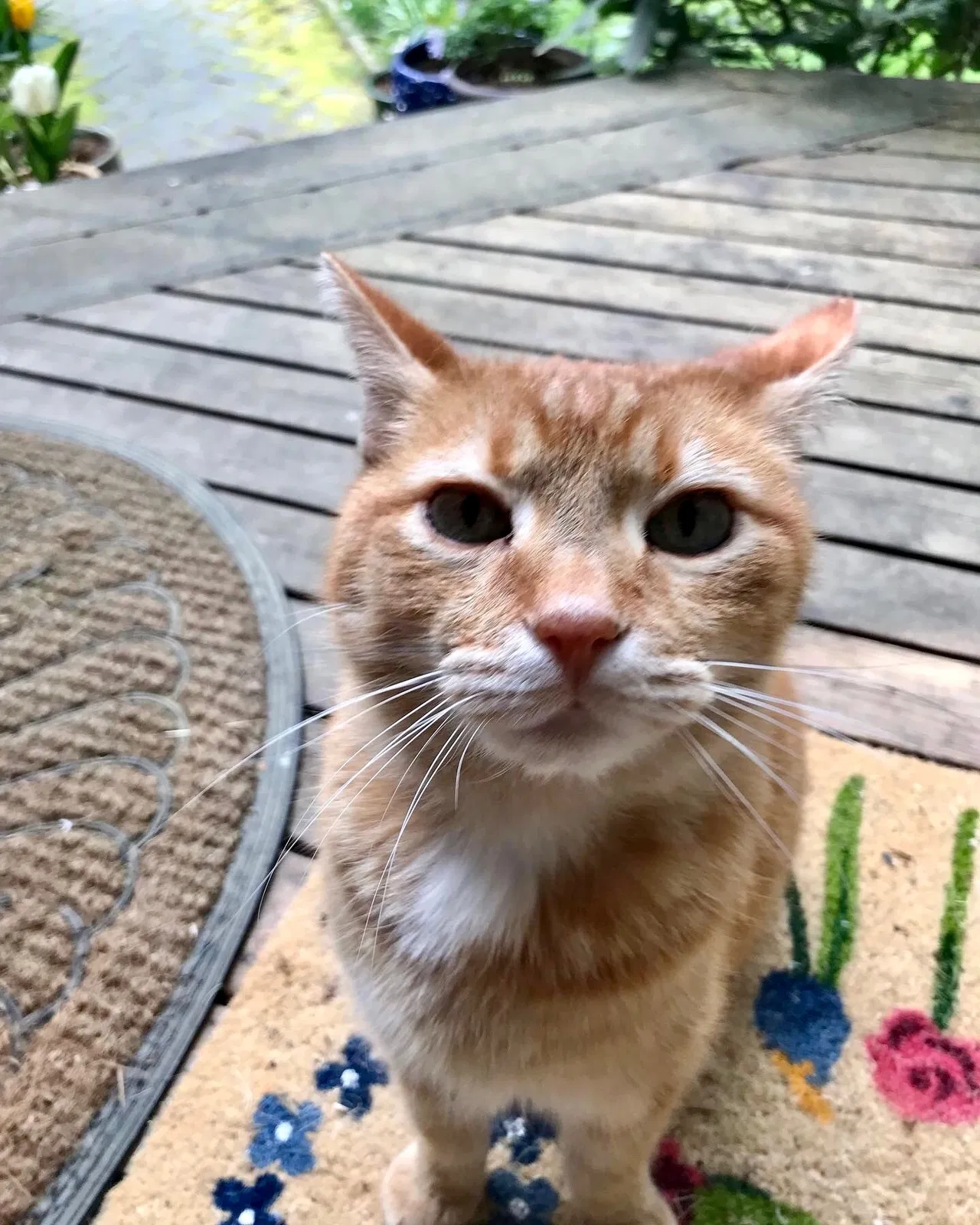 Lost cat in Poulsbo, WA, 98370
