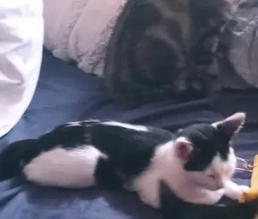 Lost cat in Portland, OR, 97230