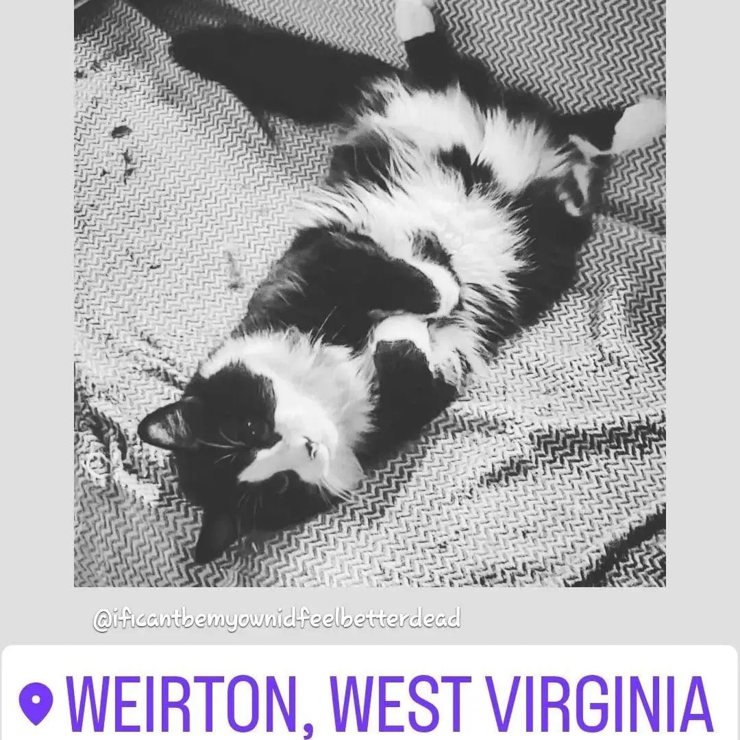Lost cat in Weirton, WV, 26062
