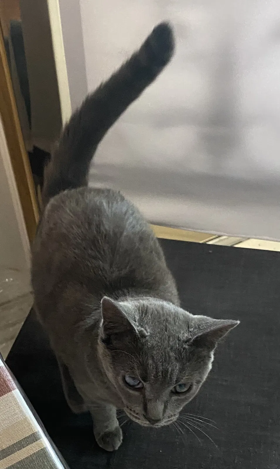 Lost cat in Fontana, CA, 92335