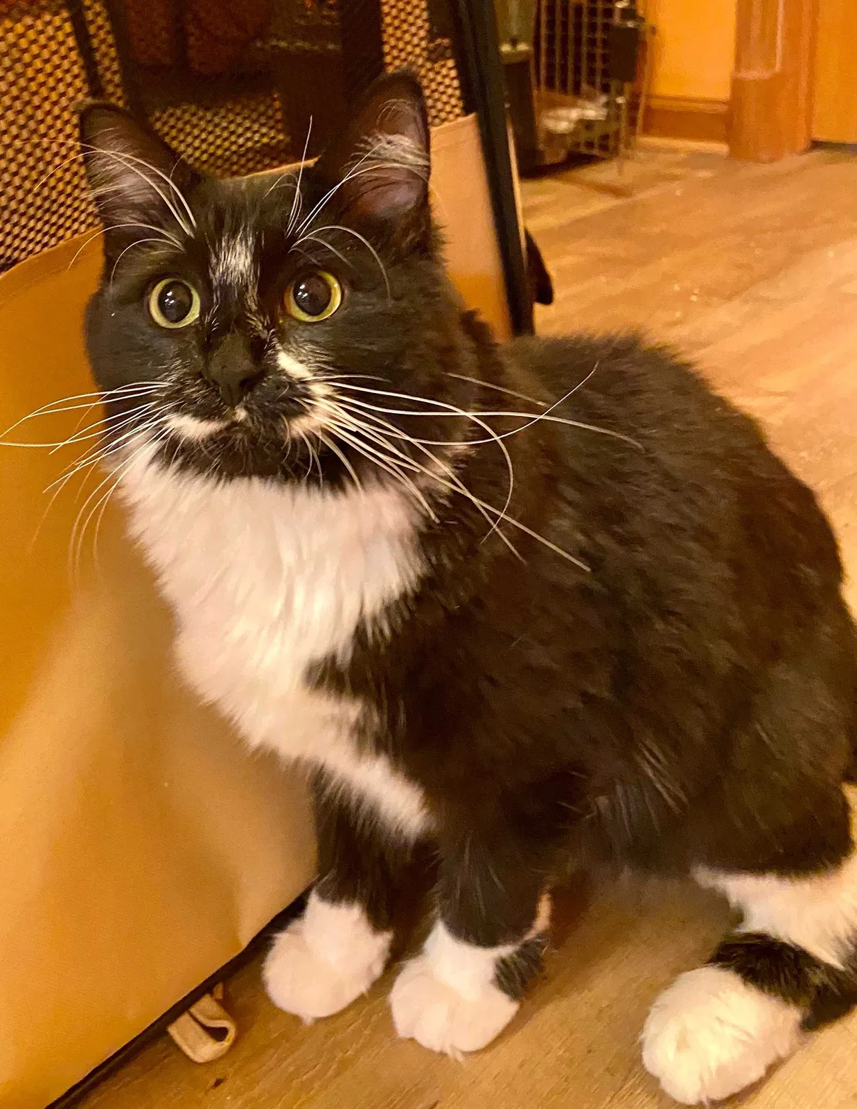 Lost cat in Braham, MN, 55006