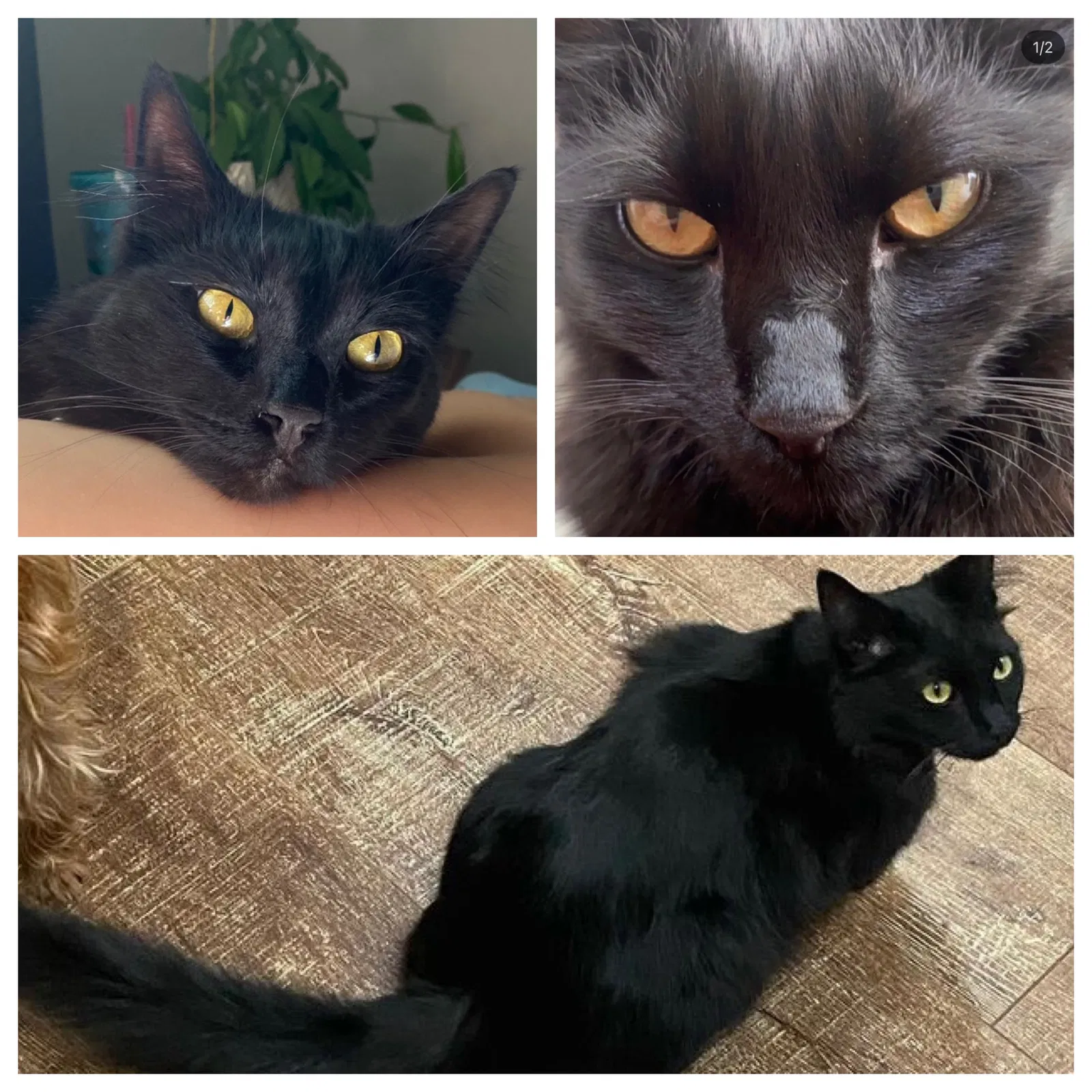 Lost cat in Escondido, CA, 92026
