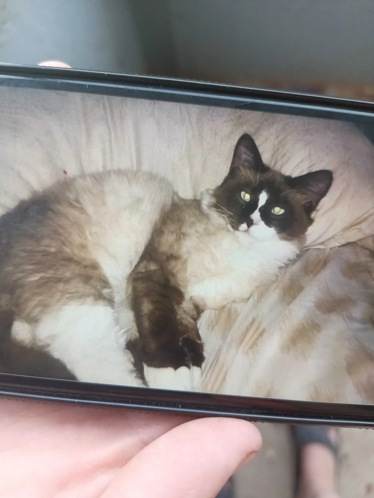Lost cat in Goshen, UT, 84633