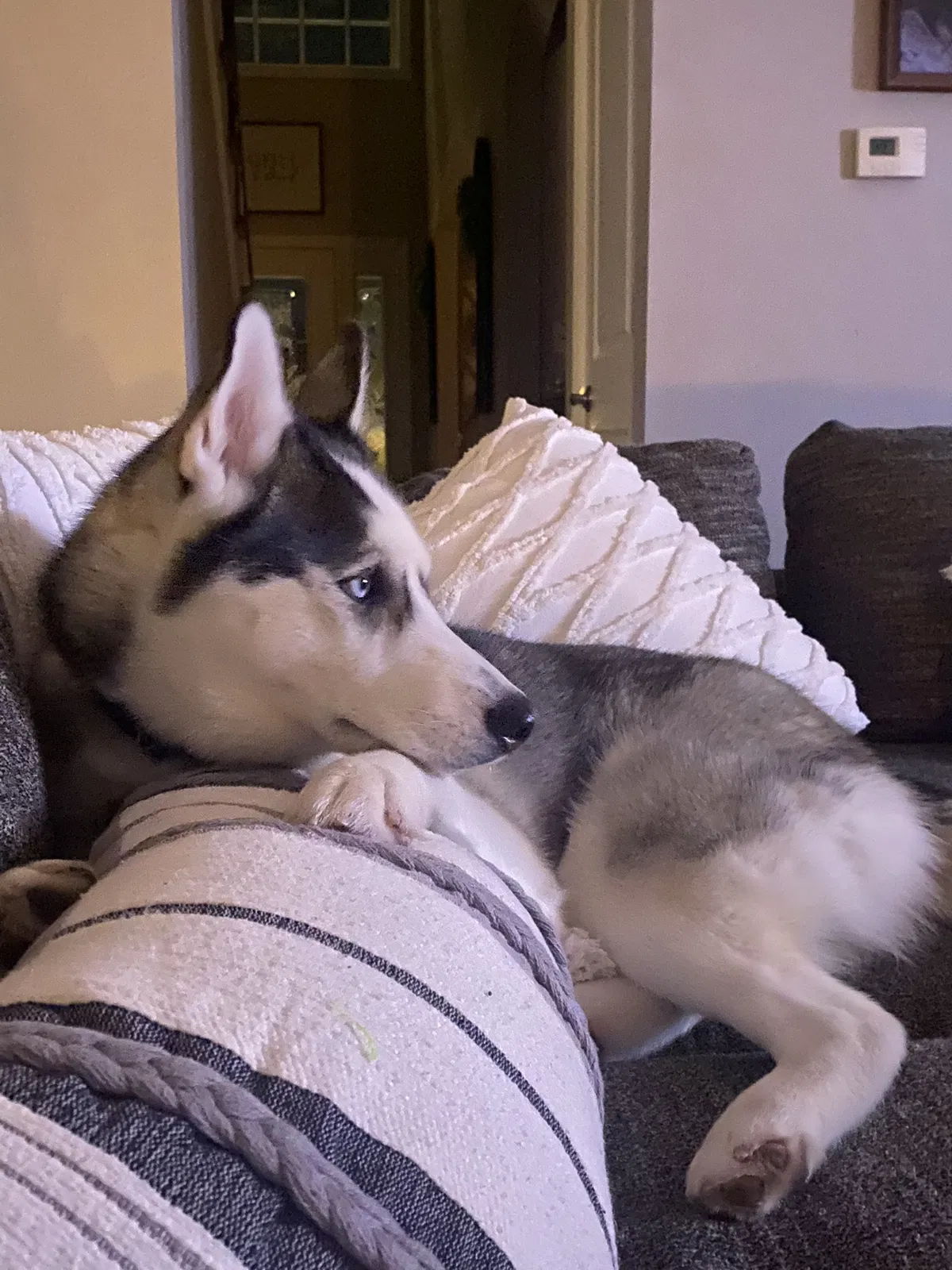 Lost dog in New Palestine, IN, 46163