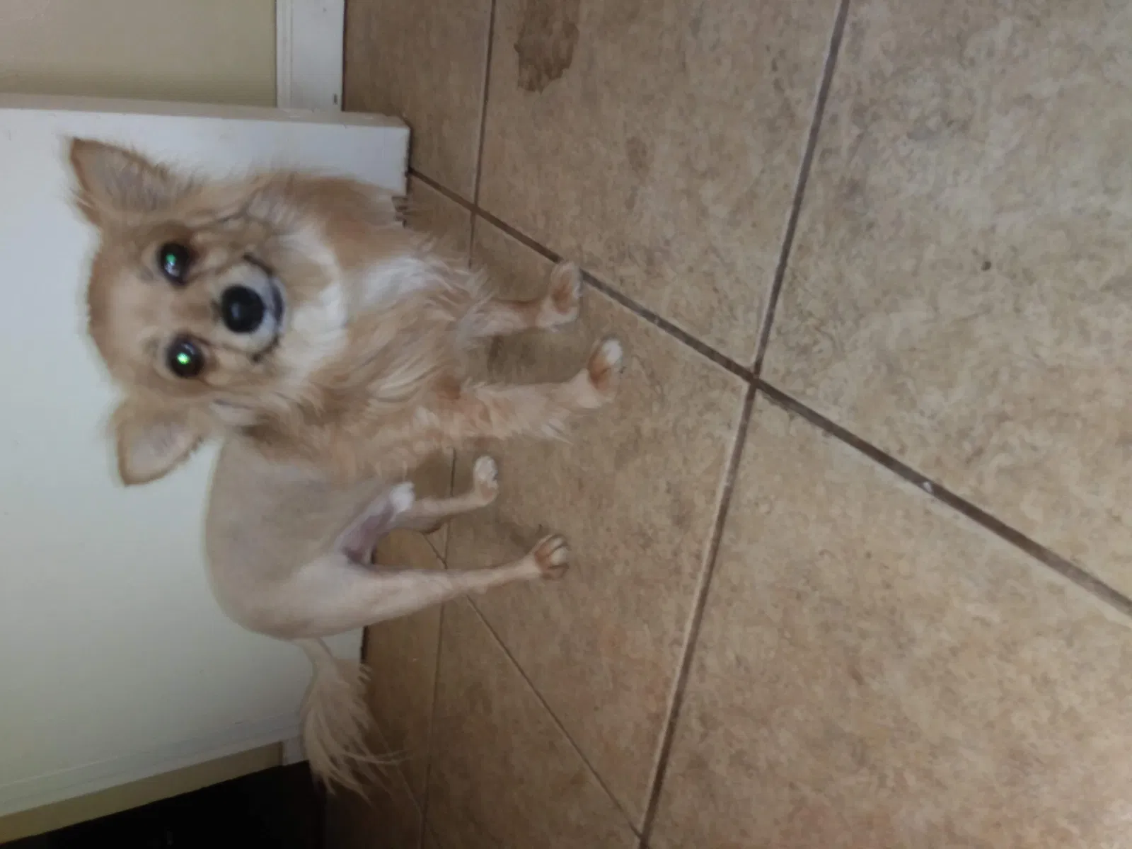 Lost dog in Dayton, OH, 45439