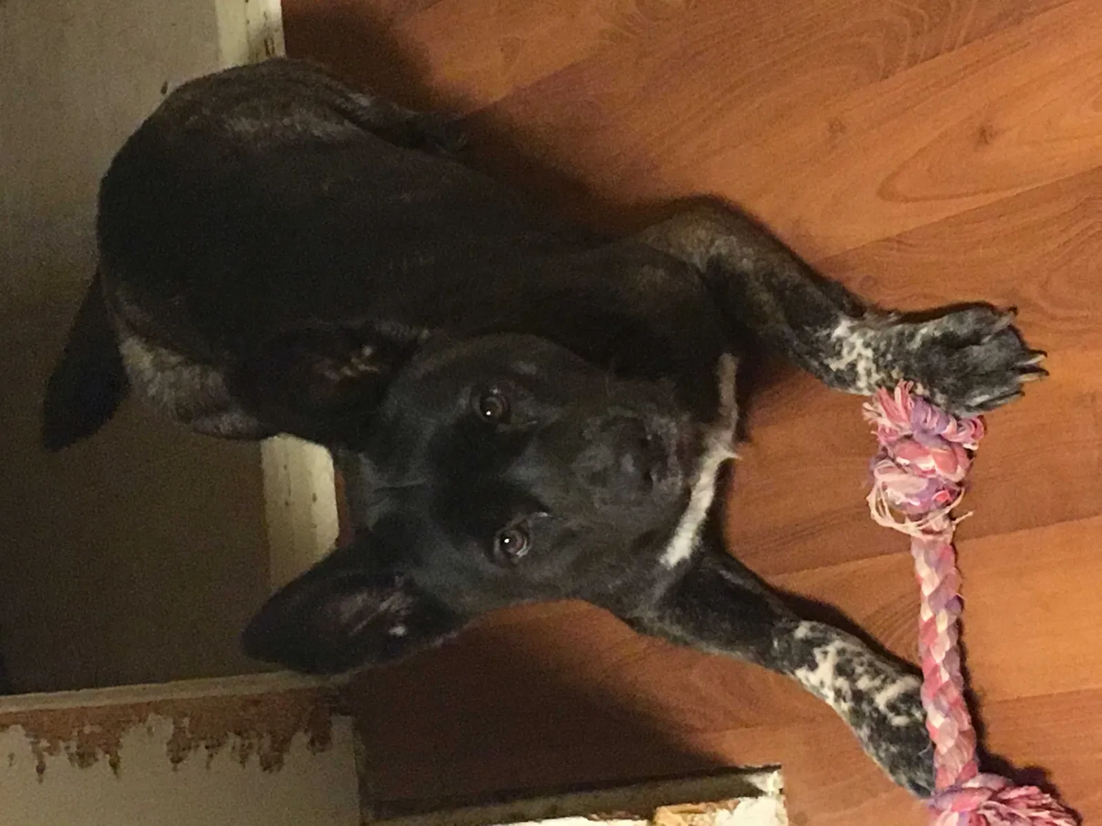 Lost dog in Tecumseh, OK, 74873