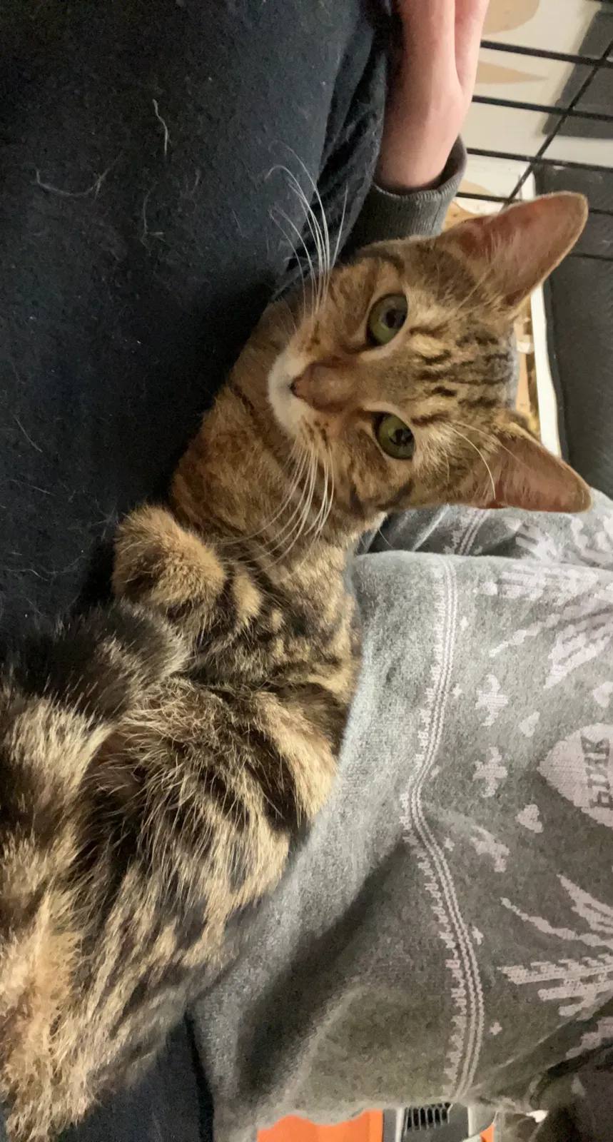 Lost cat in Marietta, GA, 30067