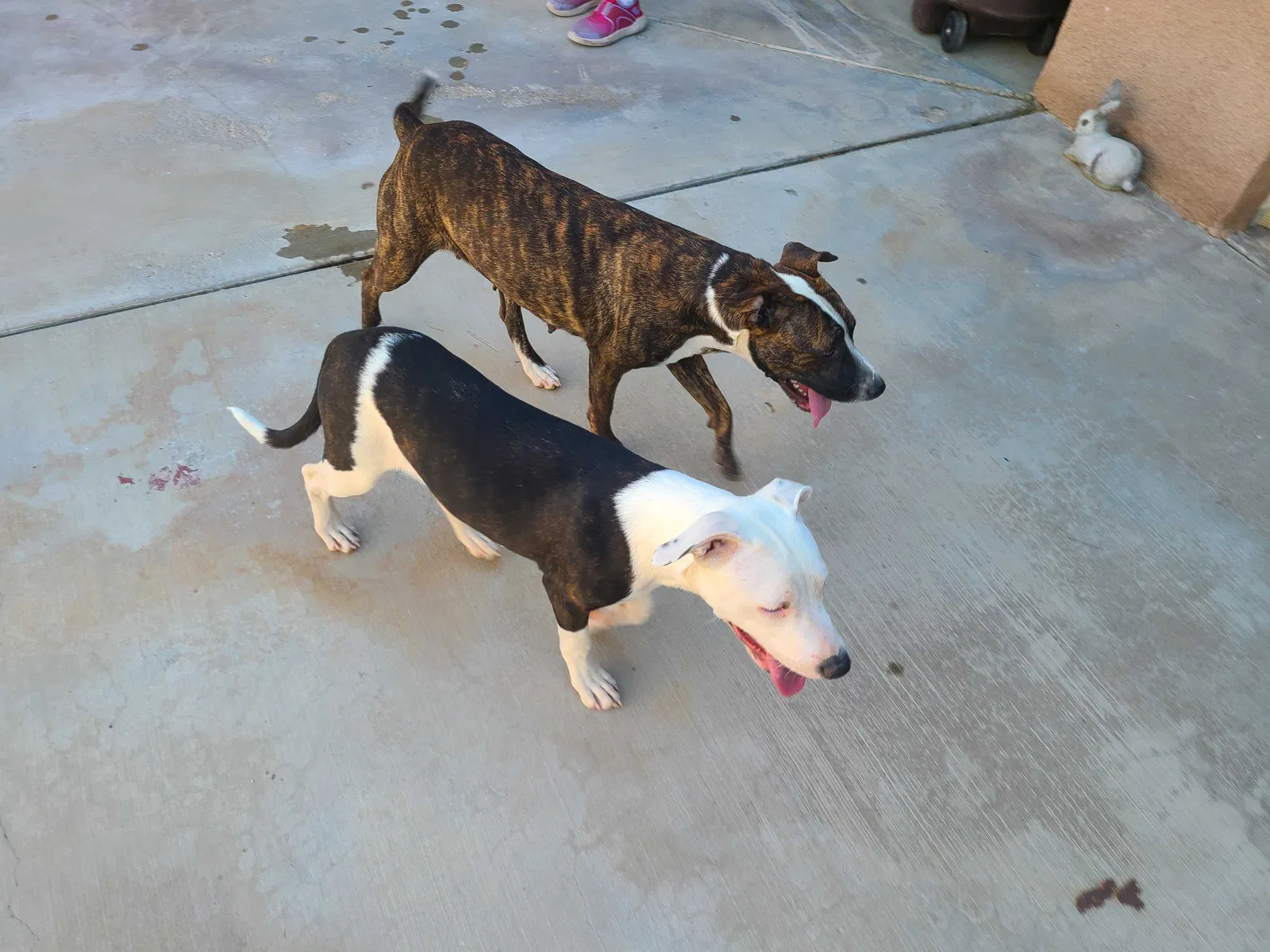 Found dog in Desert Hot Springs, CA, 92240
