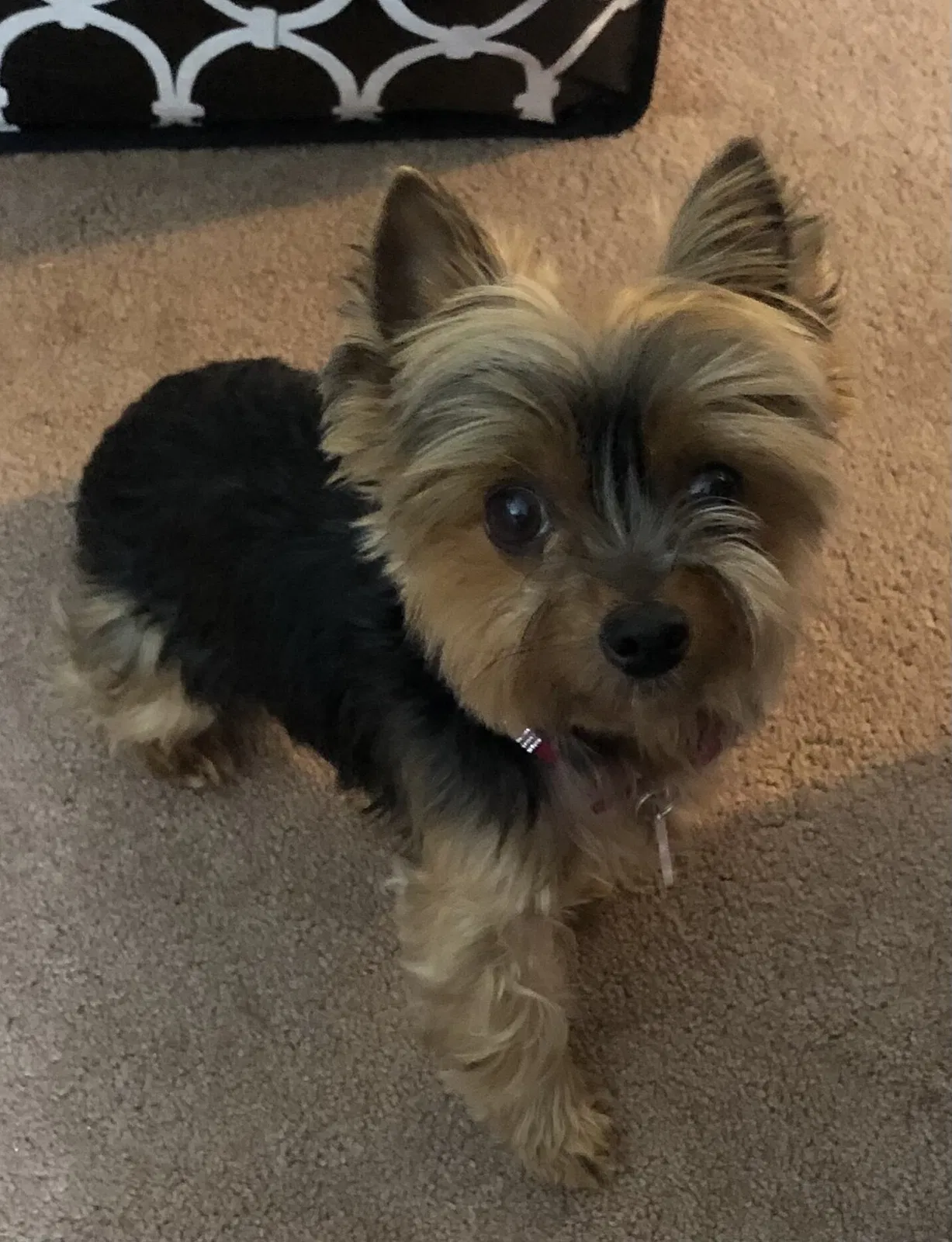 Lost dog in Oakland, CA, 94607