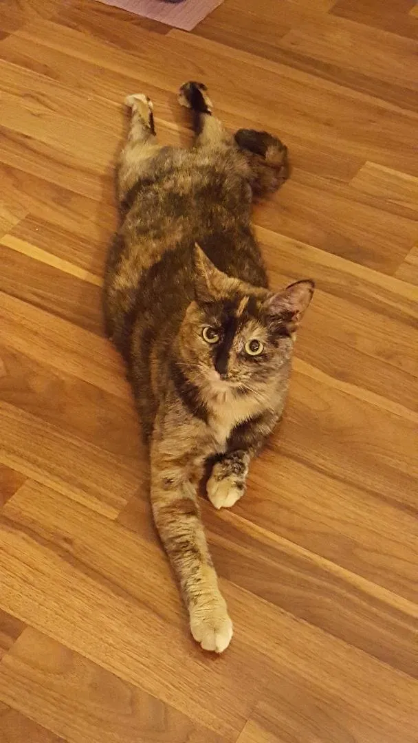 Lost cat in Cleveland, OH, 44130