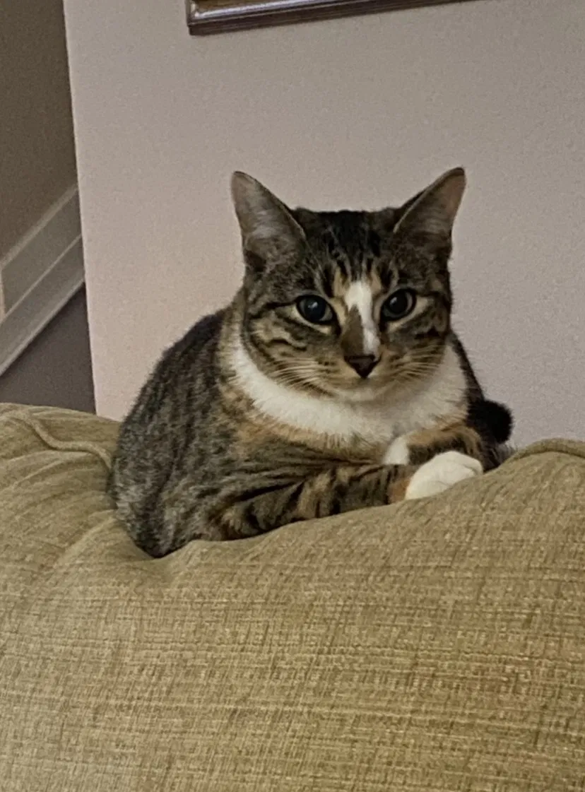Lost cat in Cypress, TX, 77433