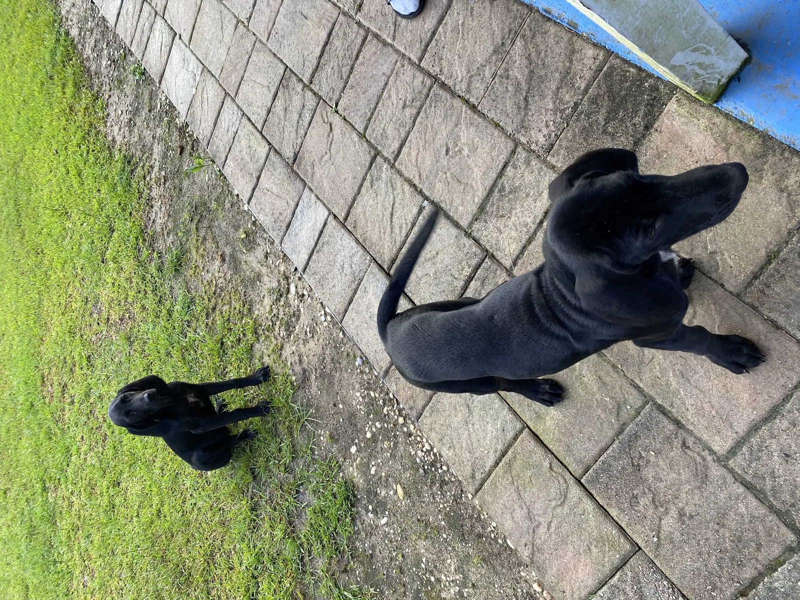 Found dog in Foley, AL, 36535