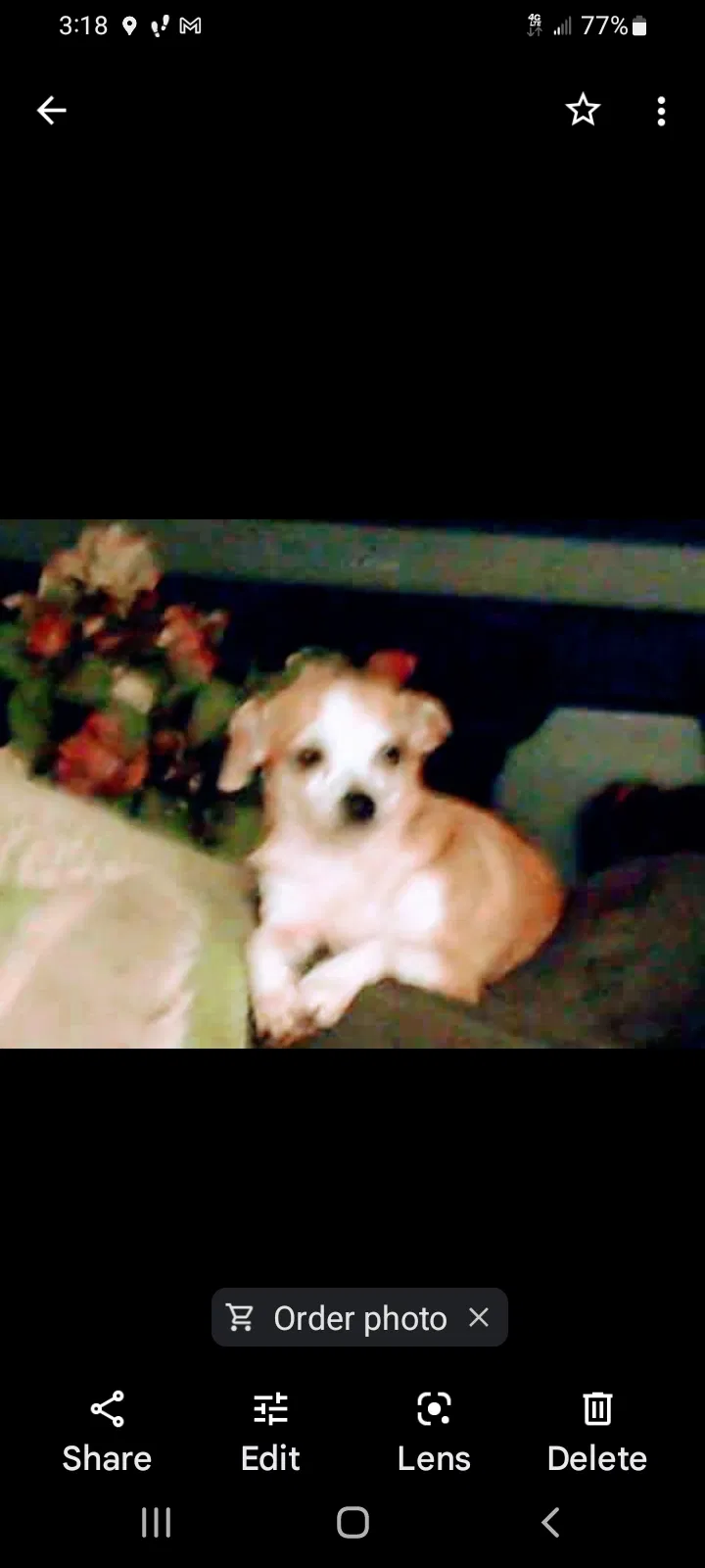 Lost dog in Deltona, FL, 32725