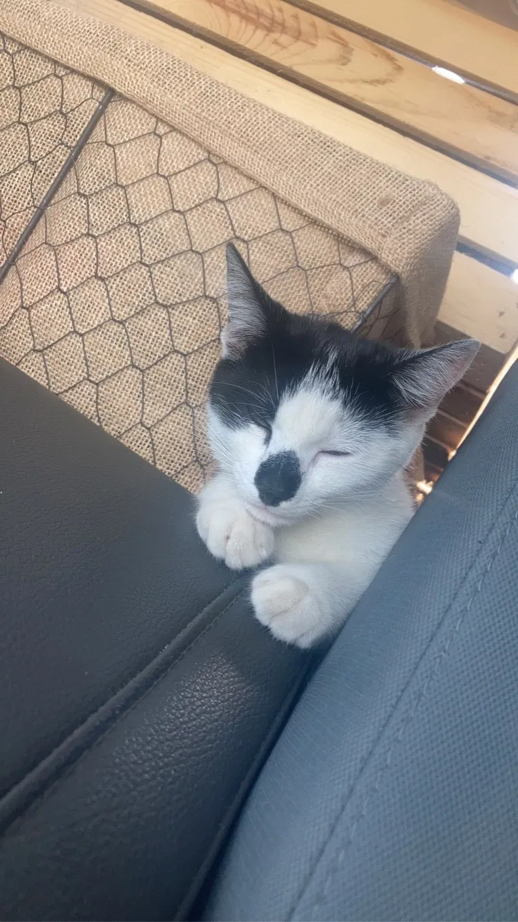 Lost cat in Boynton Beach, FL, 33435