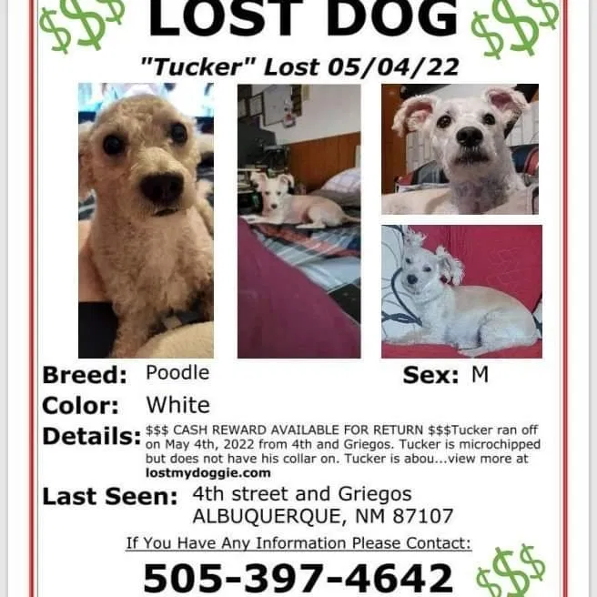 Lost dog in Albuquerque, NM, 87107