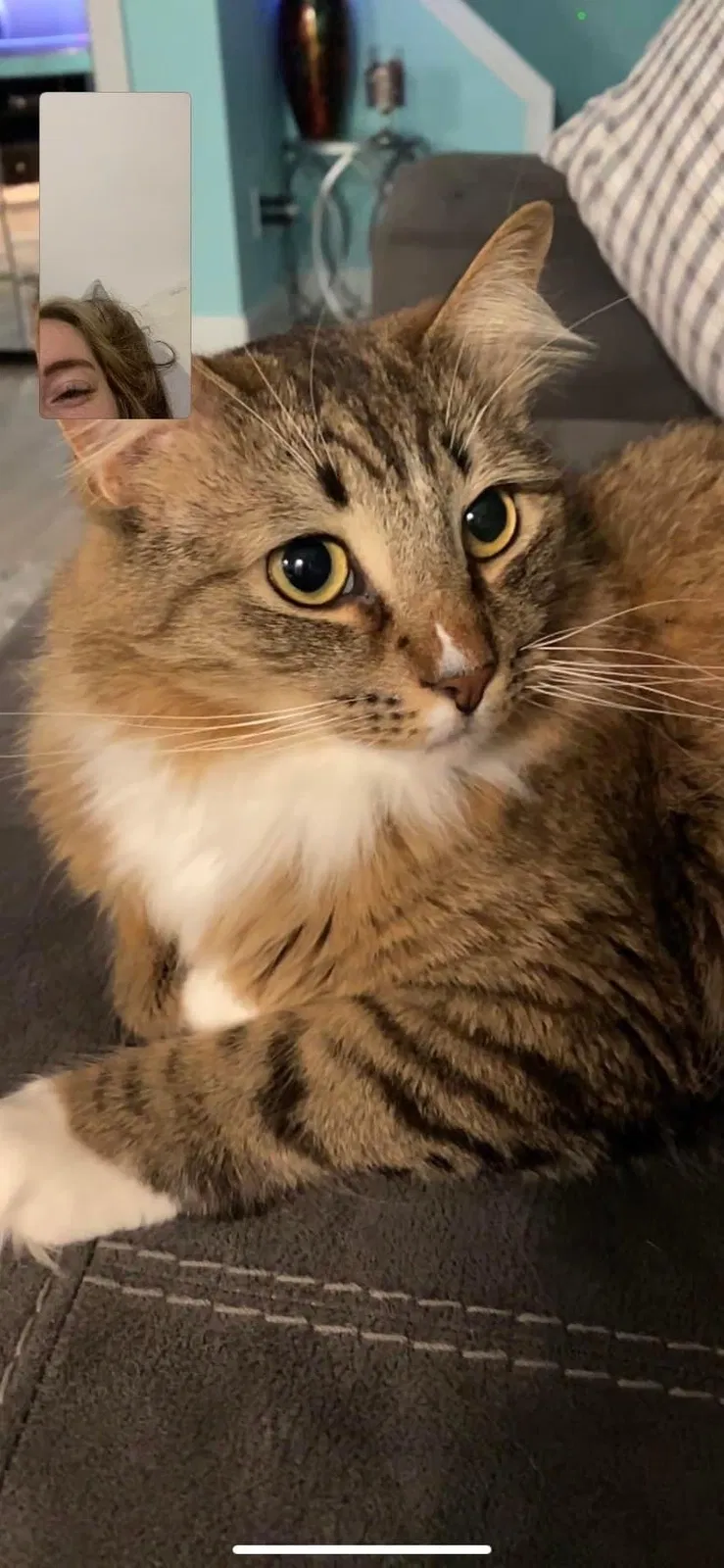 Lost cat in Loves Park, IL, 61111