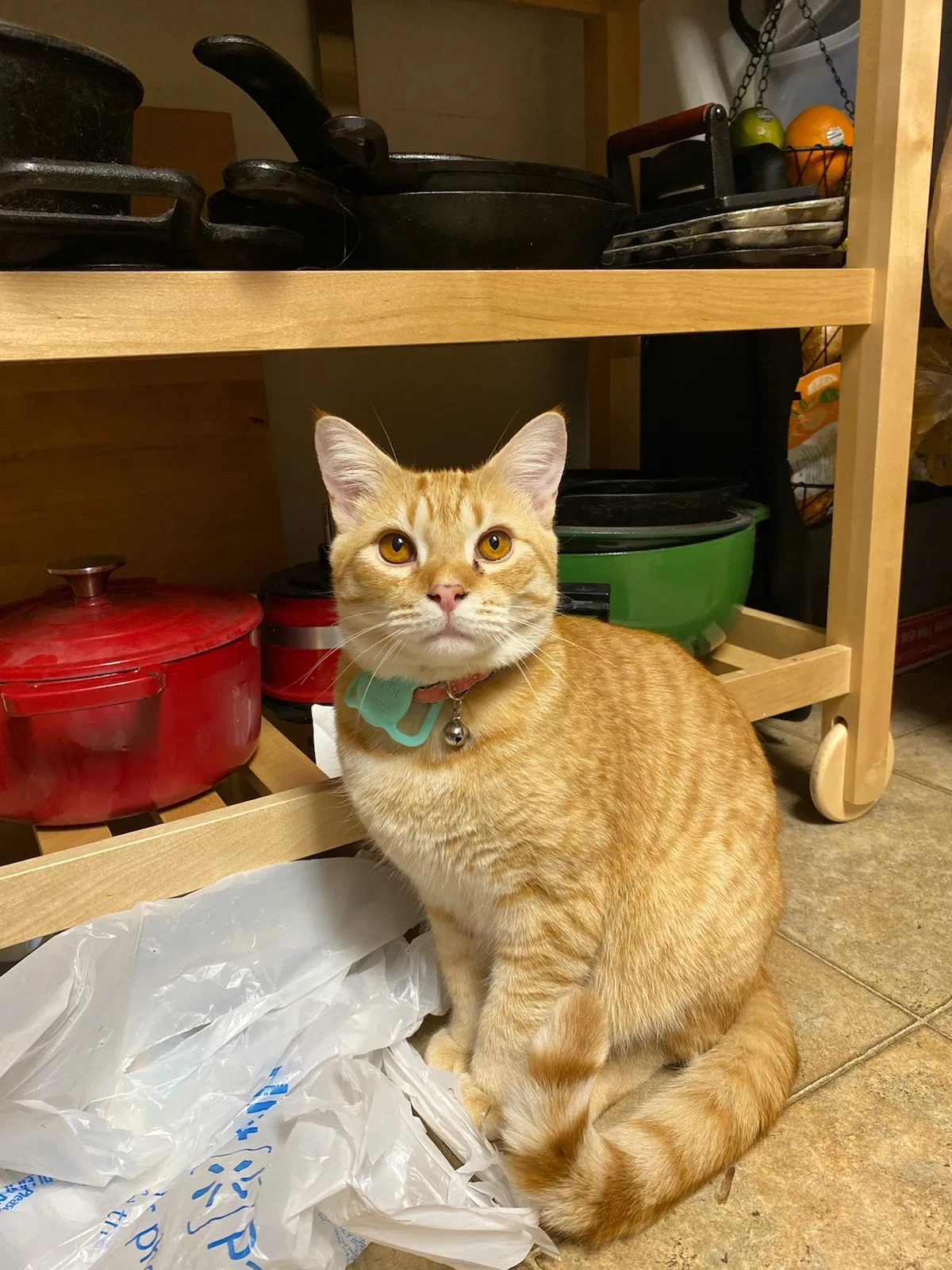 Lost cat in Buford, GA, 30519