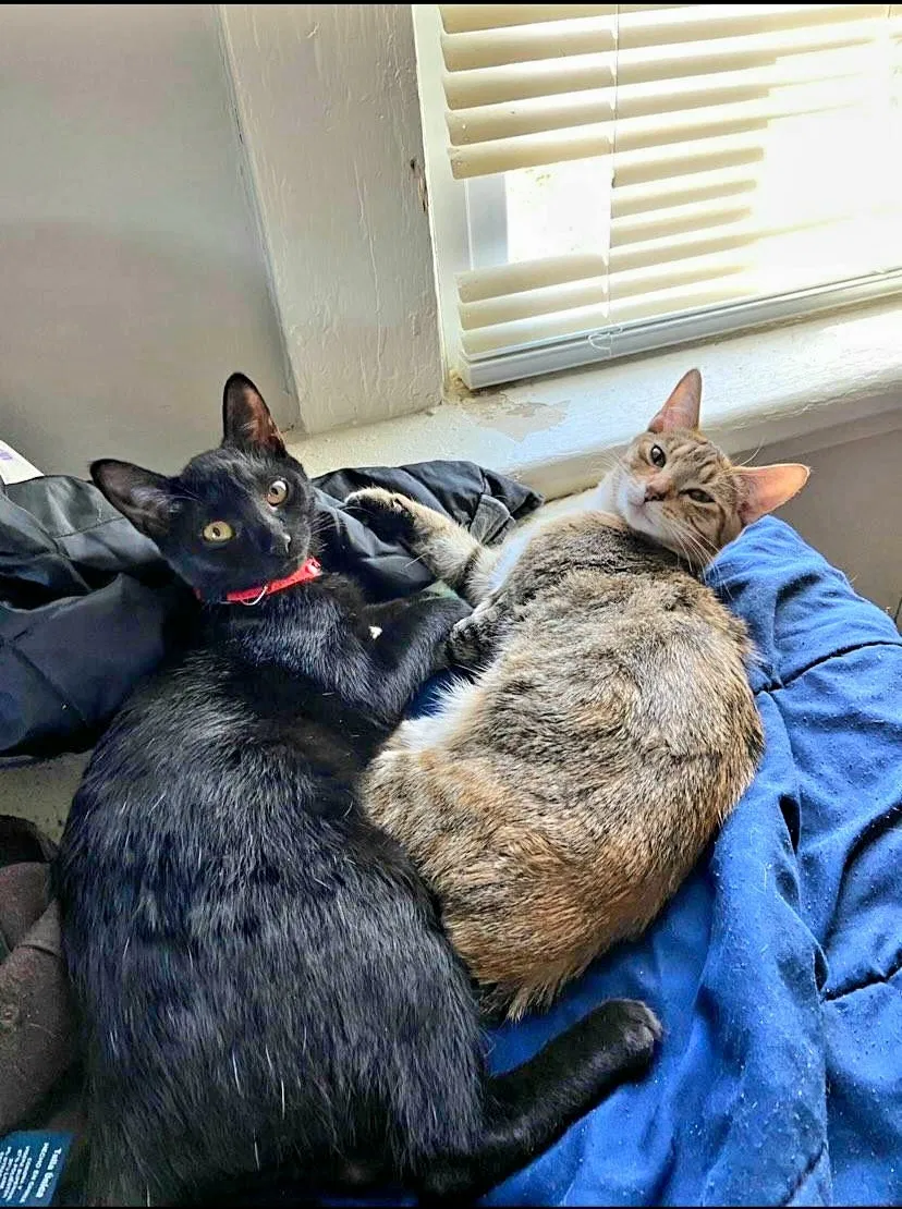 Lost cat in Rome, GA, 30161