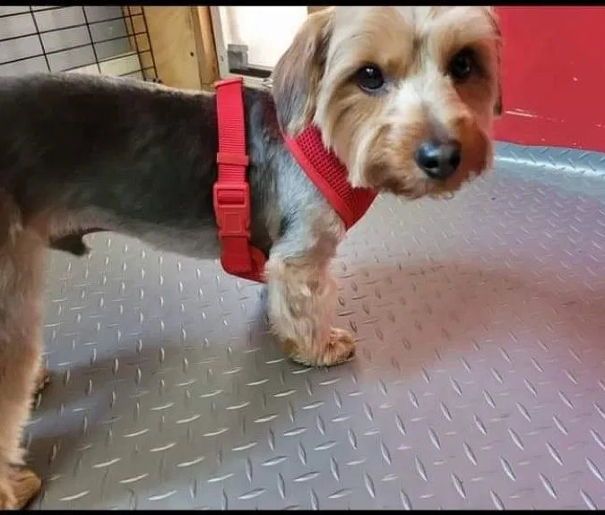 Lost dog in Pekin, IL, 61554