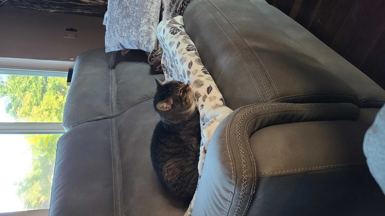 Lost cat in Rocklin, CA, 95677