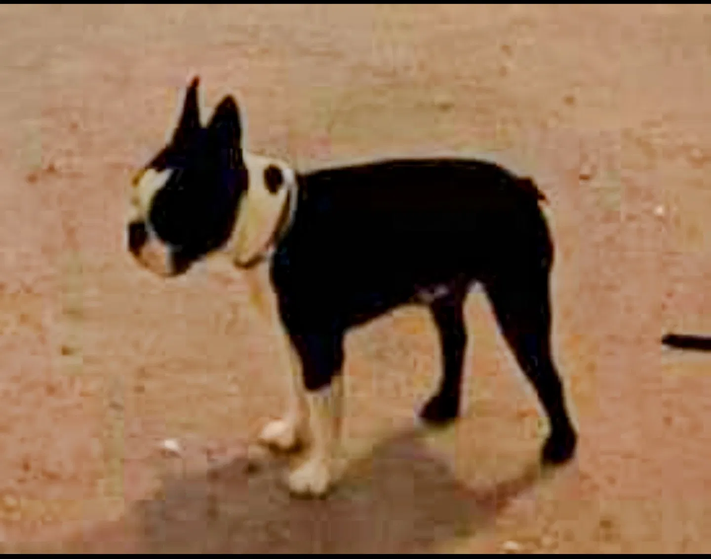 Lost dog in Olympia, WA, 98512