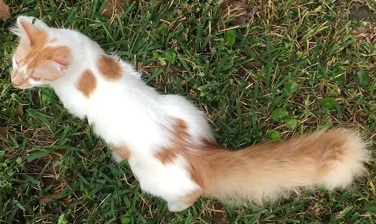 Lost cat in Kingwood, TX, 77339