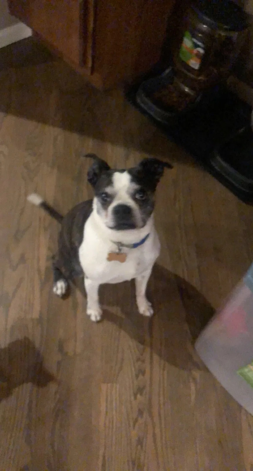 Lost dog in Crosby, TX, 77532