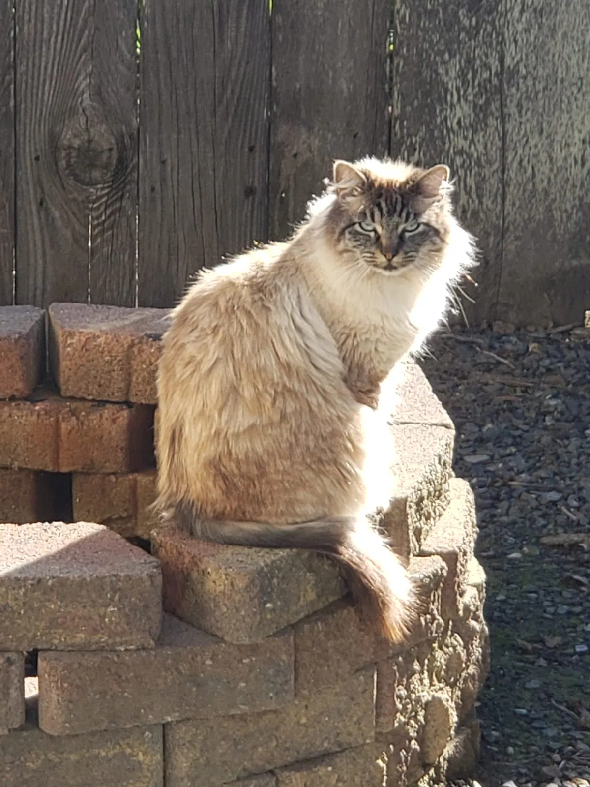 Lost cat in Santa Rosa, CA, 95407