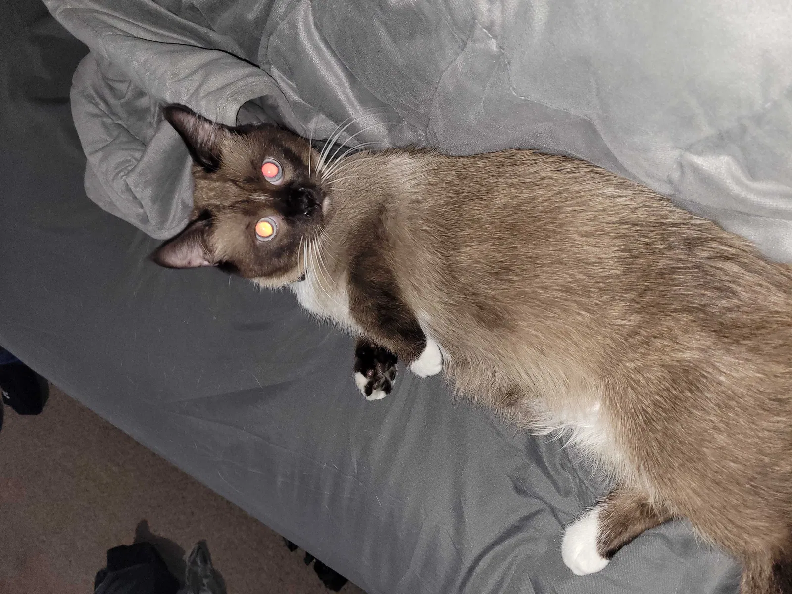 Lost cat in Broken Arrow, OK, 74012