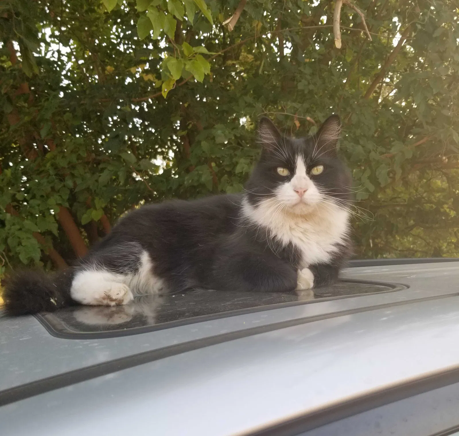 Lost cat in Gridley, CA, 95948