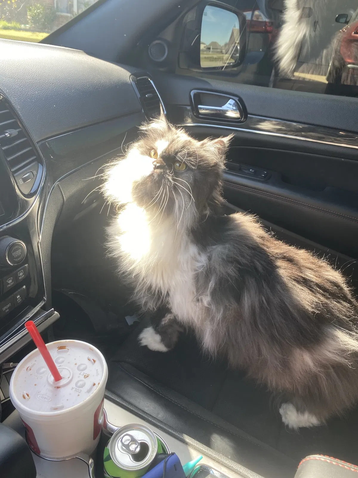 Lost cat in Broken Arrow, OK, 74011