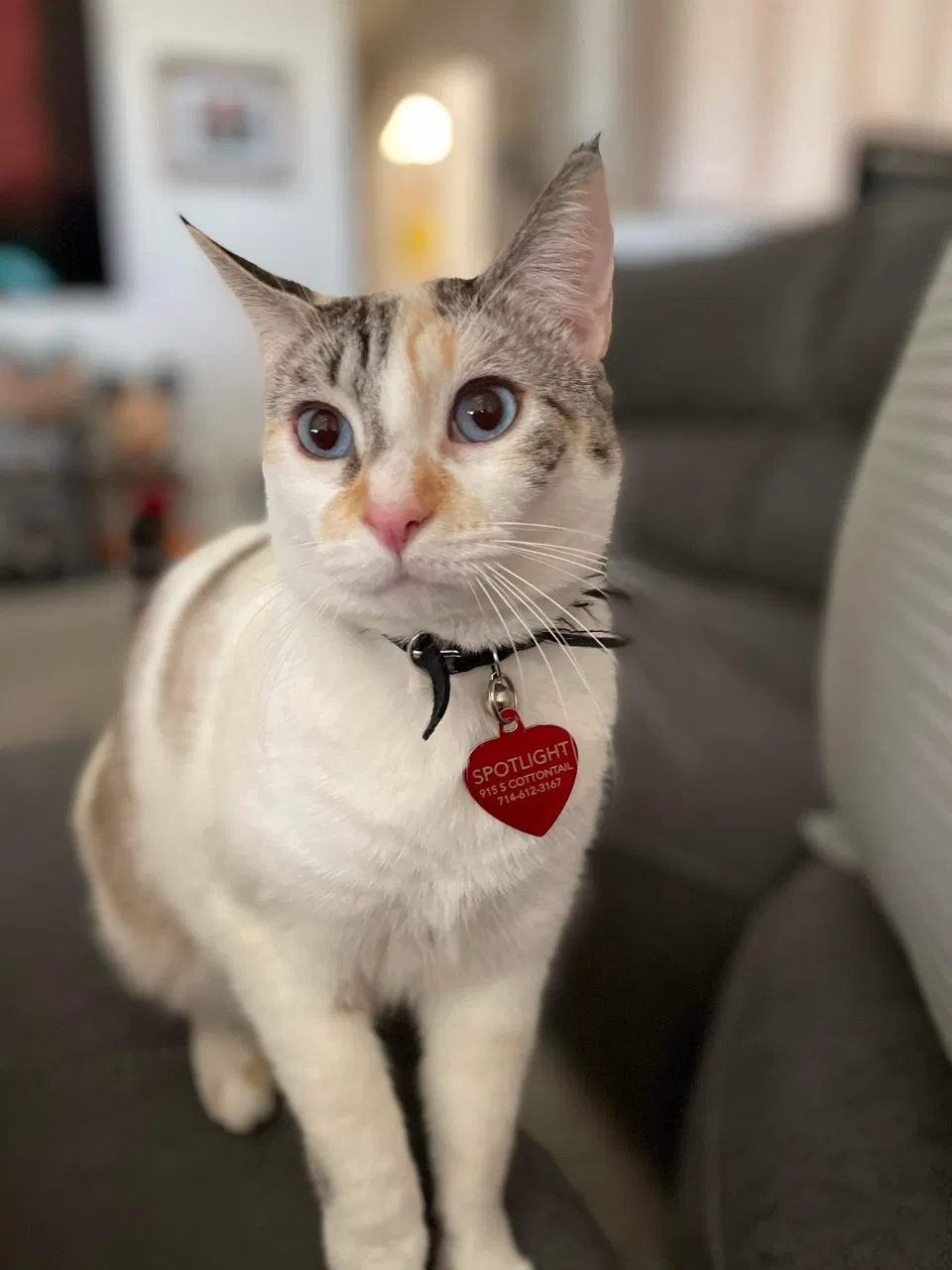 Lost cat in Anaheim, CA, 92808