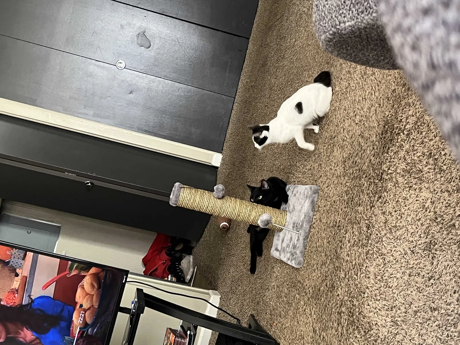 Lost cat in Toledo, OH, 43605